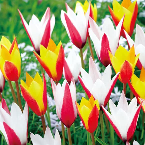球根/チューリップ（原種系）：2色咲きコンビ（混合8球セット）