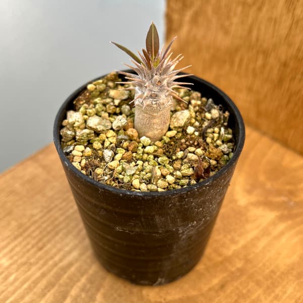 観葉植物/パキポディウム:ホロンベンセ (実生株) 2.5号鉢植え