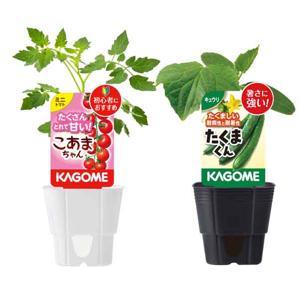 野菜の苗/トマト（ミニ）：こあまちゃん(R)3号ポットとキュウリ：たくまくん 3号ポットのセットのサムネイル