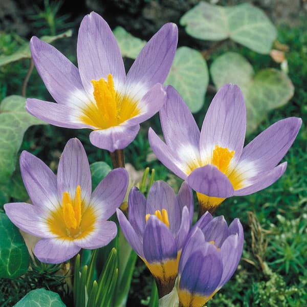 小型 早春開花 秋植え球根 NHK趣味の園芸25年10月号掲載球根/クロッカス：シーベリー トリカラー5球入り（早咲き）少し肌寒い早春に可憐な花をつけ、春の訪れをいち早く伝えるクロッカス。心が和む優しげな花です。「シーベリー トリカラー」は一般的なクロッカスより1か月ほど早く咲く早咲きクロッカス。紫、白、中心部が黄色のトリカラーです。学名：Crocus Sieberi Tricolor草丈：約15cm植え時：9月下旬-12月末開花期：早春栽培方法：植えつけ適期は秋です。霜の降りる前に植えつけましょう。日当たりのよい場所で、有機質に富んだ砂混じりの土が最適です。よく耕した土に化学肥料等をまぜ、5〜10センチ間隔に、5〜8センチの深さで植えます。一定期間低温に当たることで開花しますので、鉢植えでも冬は戸外の寒い場所で管理してください。また、水切れすると花が貧弱になったり色あせてしまいますので、冬もたっぷり水をやってください。（沖縄地域では花が咲かないことがありますので、ご注意ください）数年は植えつけたままにできます。自然分球で増えていきます。花後ほりあげる場合は葉が枯れてから掘り上げ、半月程陰干しして冷暗所で保存します。写真は開花時のイメージです。クロッカス：シーベリー トリカラー5球入り（早咲き）の栽培ガイド秋植え球根のダブルデッカー植え球根の植付け秋植え球根ヒヤシンスとクロッカスの水栽培【秋植え球根】植えつけ深さの目安