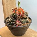 観葉植物/サボテン:ギムノカリキウム ハイブリッド 7号24-06
