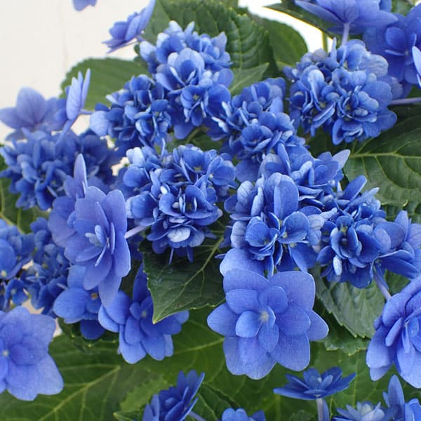 花木庭木の苗/アジサイ：卑弥呼ブル...