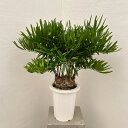 観葉植物/ザミア:フロリダ—ナ 8号24-01