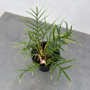 観葉植物/フィロデンドロン:トータム 4号鉢植え24-01