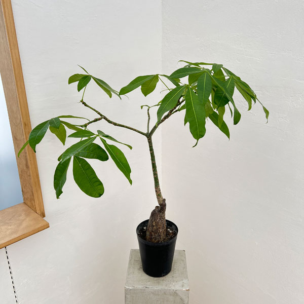 観葉植物/パキラ：グラブラ （実生株） 6号鉢植え