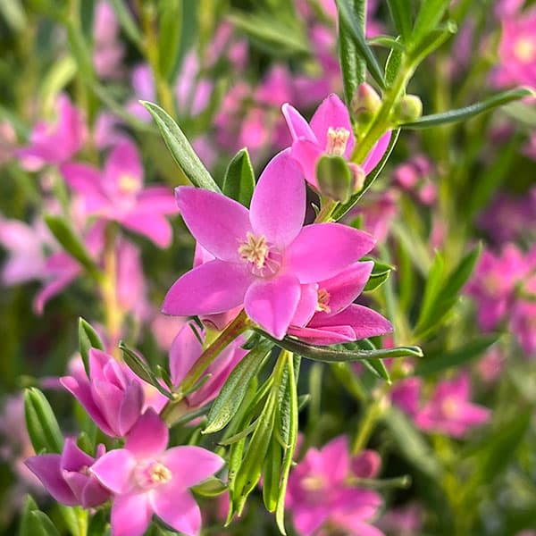 草花の苗/サザンクロス：ピンク3.5号ポットのサムネイル