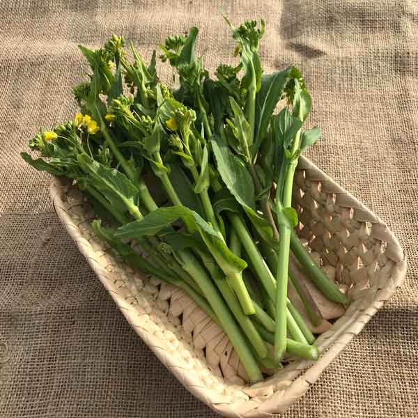 野菜の苗/サントリー本気野菜(R) 濃い花野菜EX クキッコリー緑3号ポット 12株セット