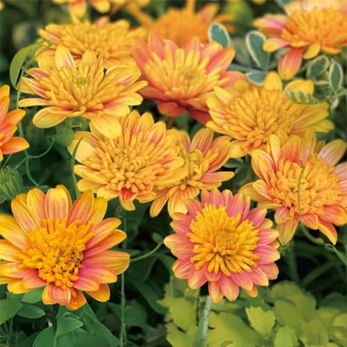 草花の苗/オステオスペルマム：サンフレア3.5号ポット