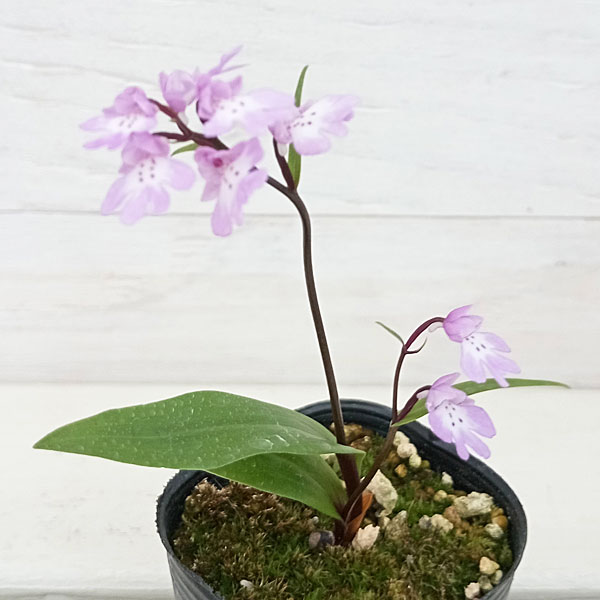 山野草の苗/イワチドリ 2.5-3.5号ポット