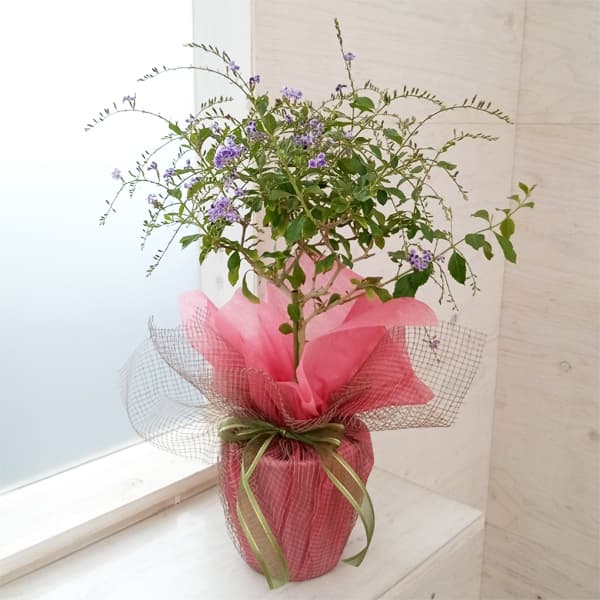 [送料無料][2024年 父の日ギフト][予約]デュランタ：タカラヅカ（宝塚）5号鉢植えスタンド仕立てラッピング付きのサムネイル