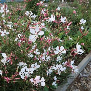 草花の苗/ガウラ（白蝶草）：ホクト3号ポットのサムネイル