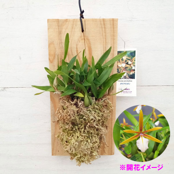 デンドロビウム 観葉植物/ディネマ：ポリブルボン　板付け