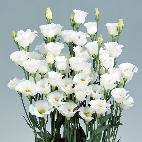 草花の苗/トルコギキョウ：ソロPF ホワイト3.5号ポットのサムネイル