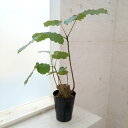 観葉植物/プセウドボンバックス:エリプチクム 5号鉢植え23-06