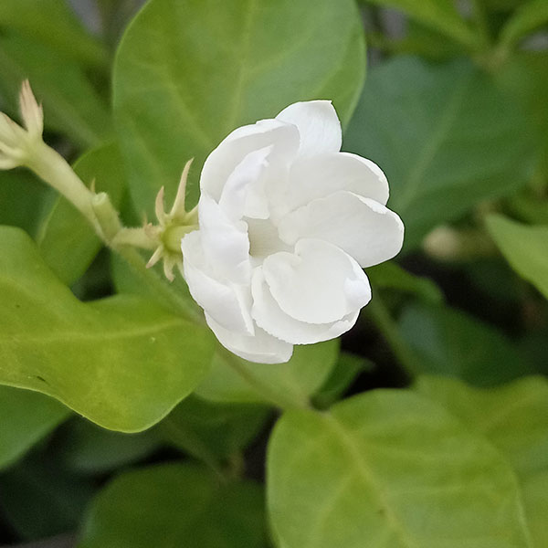 Rakuten - ジャスミン：八重マツリカ 4.5号鉢植え