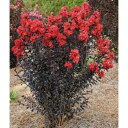 花木 庭木の苗/サルスベリ(百日紅):サンセットマジック(レッド)6号鉢植え