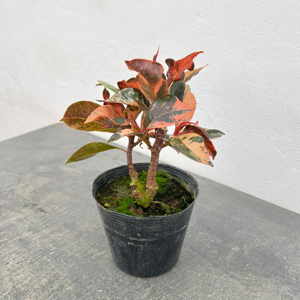 観葉植物/フィカス：ジン 4号ポット