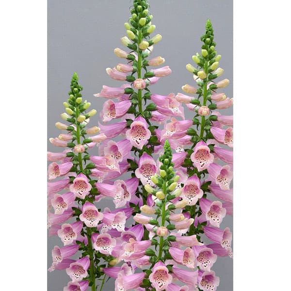 草花の苗/ジギタリス：ドッティウォームローズ3-3.5号ポット