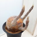 観葉植物/パキポディウム:グラキリス 4号23-01
