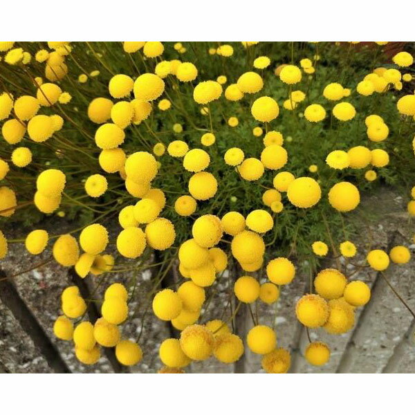 草花の苗/（わけあり特価）コツラ:ピッコリノ3号ポット