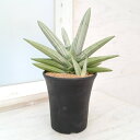 観葉植物/サンセベリア:アイスマン(Ice Man)4号鉢植え23-03