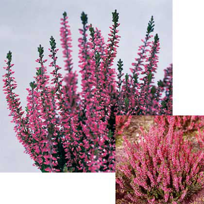 草花の苗/（わけあり特価）カルーナ：レッド（アフロディーテ）3号ポット