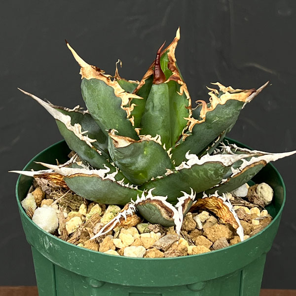 楽天市場】アガベ 海王の通販