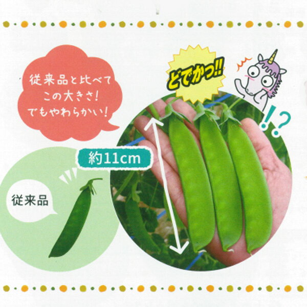 野菜の苗/[送料無料]秋穫りどでかエンドウ3号ポット苗28株セット