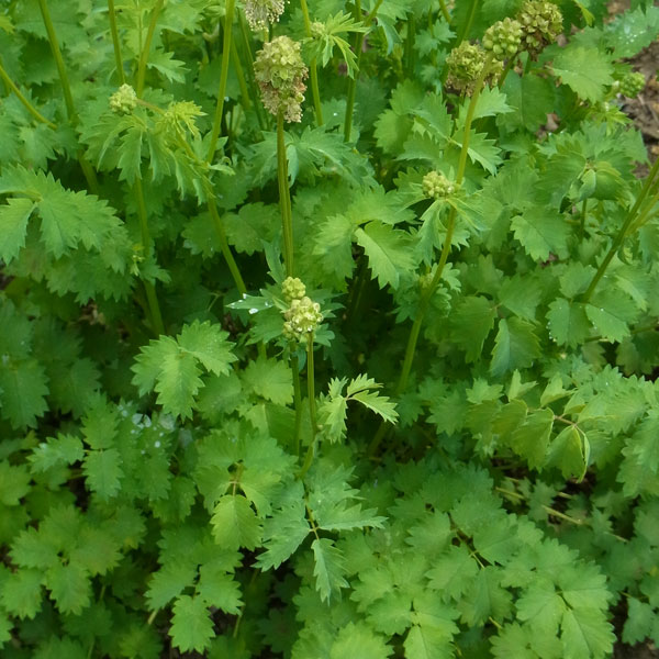 ハーブの苗/サラダバーネット 3号ポット 6株セット