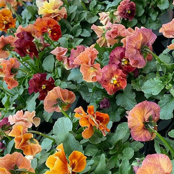 草花の苗/パンジー（フリル咲き）：シエルブリエ　ブラッドオレンジ3-3.5号 6株セット