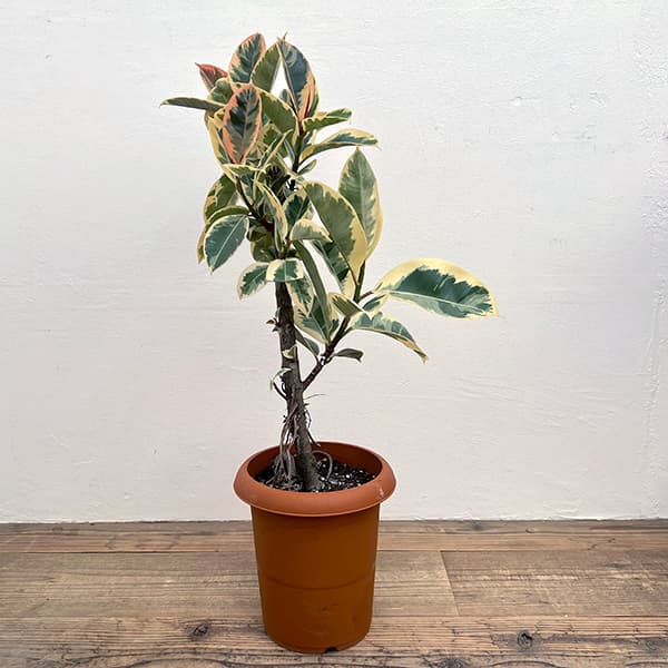 おしゃれインテリアに！斑入りフィカス・ティネケ１【存在感のある一鉢】 おしゃれインテリアに！斑入りフィカス・ティネケ1【存在感のある一鉢