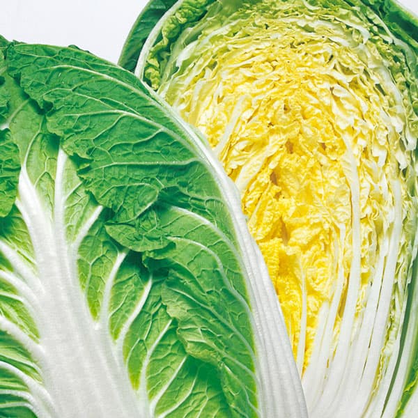 野菜の苗/[送料無料]ハクサイ（白菜）：晴黄60（極早生）2.5号ポット40株セット