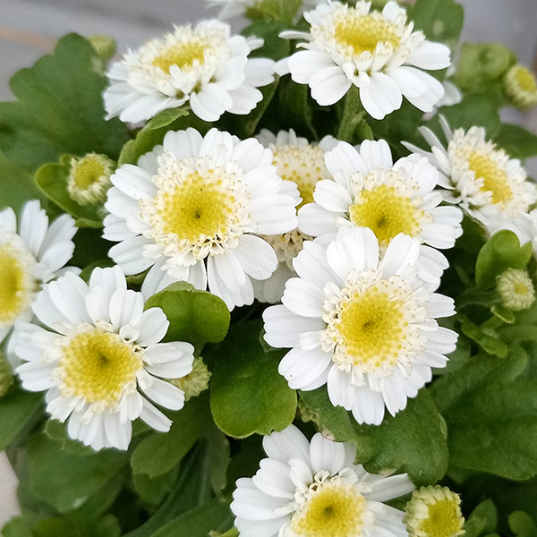 草花の苗/マトリカリア・カルロス3.5号ポット 4株セット