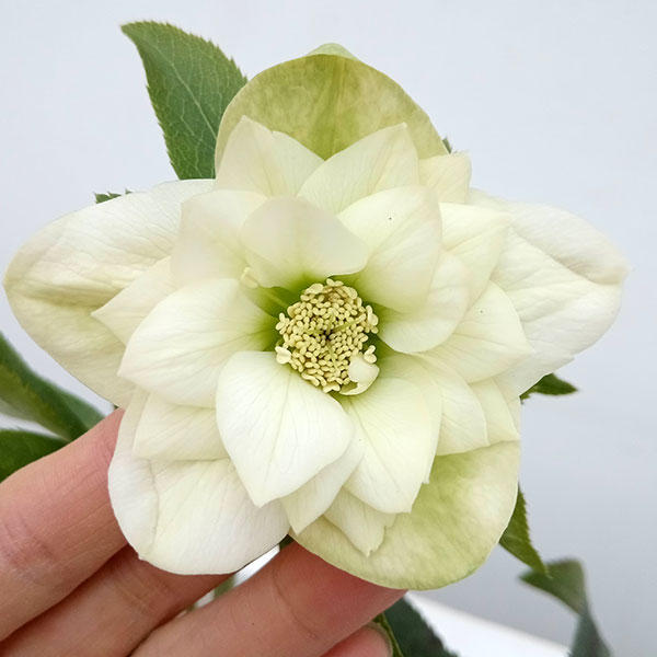 クリスマスローズ：ダブルホワイト系3.5号ロングポット／FCRTのサムネイル