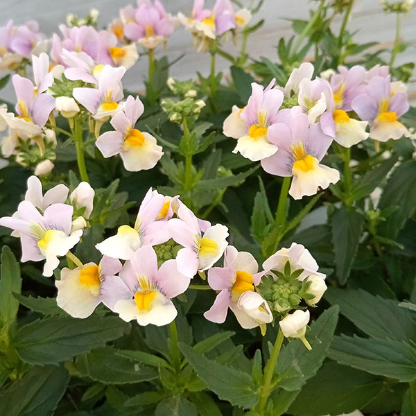 草花の苗/ネメシア：レモンパイ3.5号ポット*