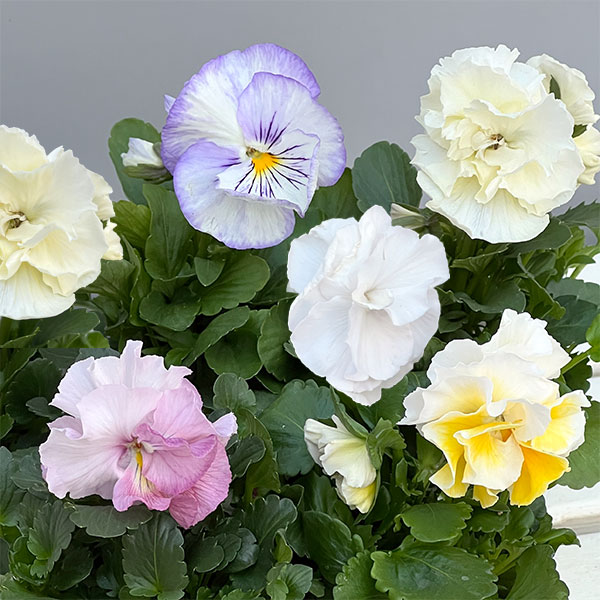 草花の苗/[送料無料]パンジー：シュシュ（ホワイト系）3〜3.5号ポット 12株セット