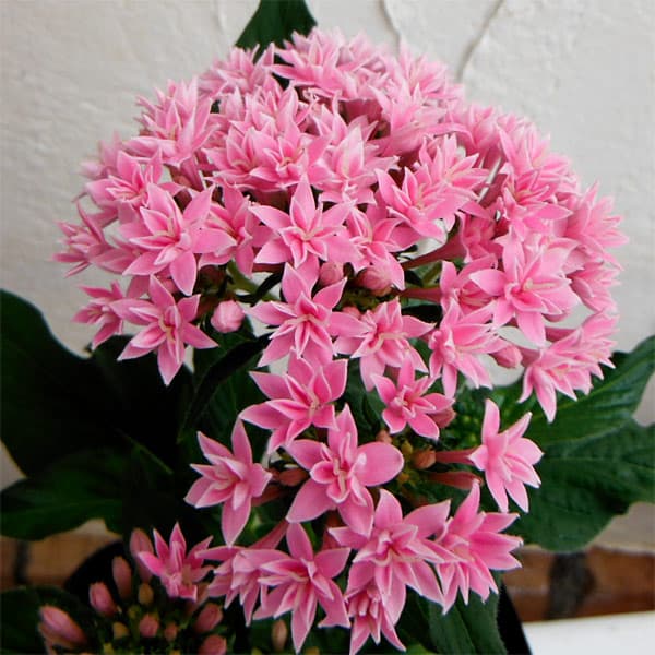草花の苗/ペンタス 八重咲き ：ライカスモールピンク3.5号ポット