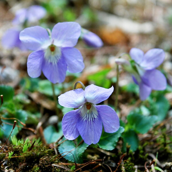 山野草の苗/スミレ：タチツボスミレ2.5号ポット