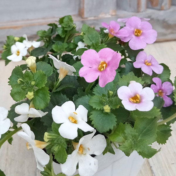 草花の苗/分割シリーズ：バコパ・スコーピア　ホワイト＆ピンク3.5号ポットのサムネイル