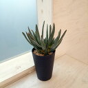 アロエ 観葉植物/アロエ：ラモシシマ　3.5号鉢植え