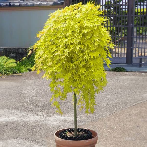花木 庭木の苗/モミジ(カエデ):カスケードゴールド スタンダード仕立て5号ポット