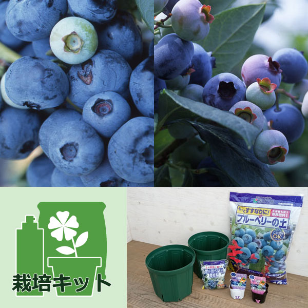 果樹の苗/ブルーベリー2品種鉢栽培...