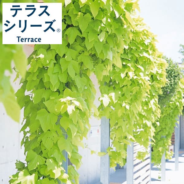 Rakuten - 草花の苗/イポメア：テラスライム4号ポット(R)
