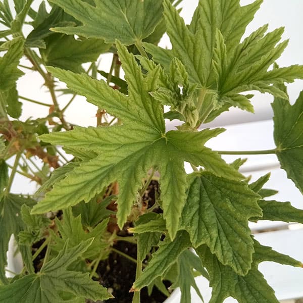 ハーブの苗/ニオイゼラニウム：スーパーレモンゼラニウム シトロネルム5号鉢植え