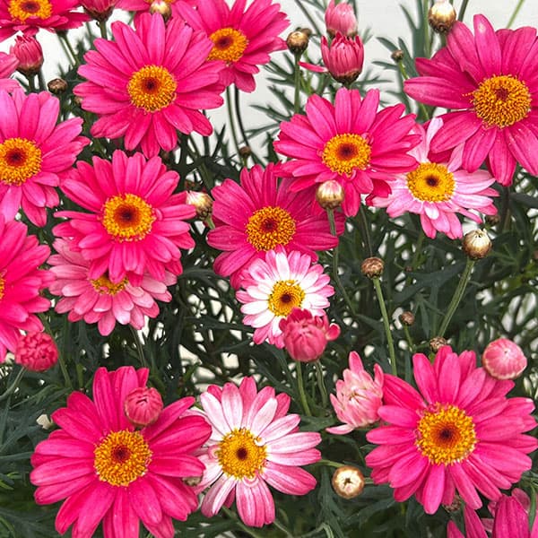 草花の苗/マーガレット：スマッシュ...