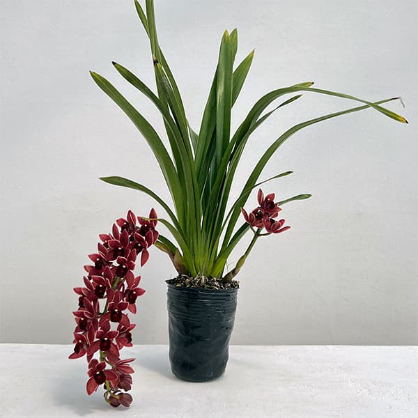 山野草の苗/シンビジューム：フォアゴットンフルーツ花芽付き4号ポット