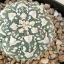 Astrophytum Asterias V type（アストロフィツム アステリアス 兜丸 Vタイプ）