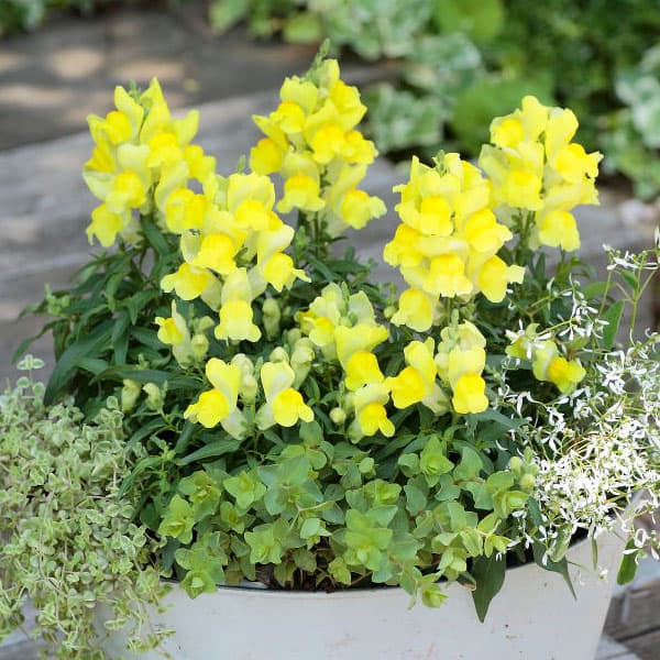 ��֤���/���󥮥祽���ʶ����ˡ������ǥ����ȥåץ� ��������3.5��ݥå�