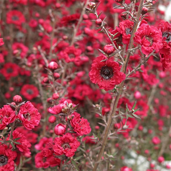 花木 庭木の苗/ギョリュウバイ：スカーレットドレス（赤花八重）3号ポット