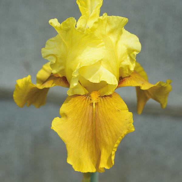 草花の苗/ジャーマンアイリス：ベイベリーキャンドル 地堀苗